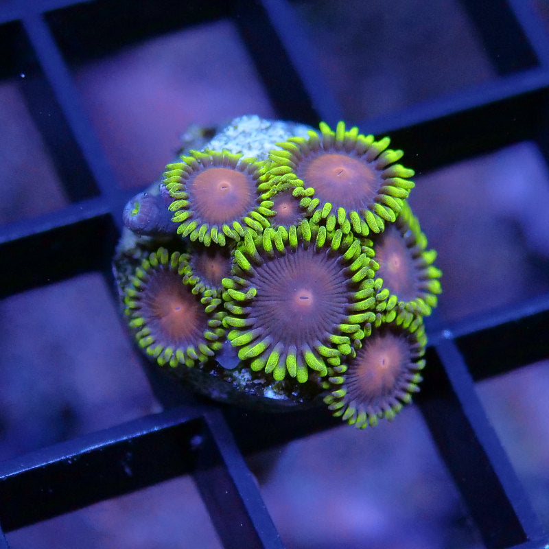 Zoanthus sp. 'Dragons Eye'