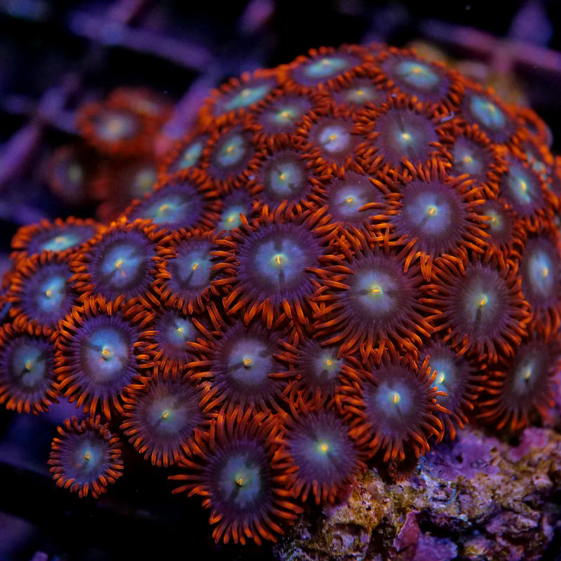 Zoanthus sp. 'Fire & Ice'