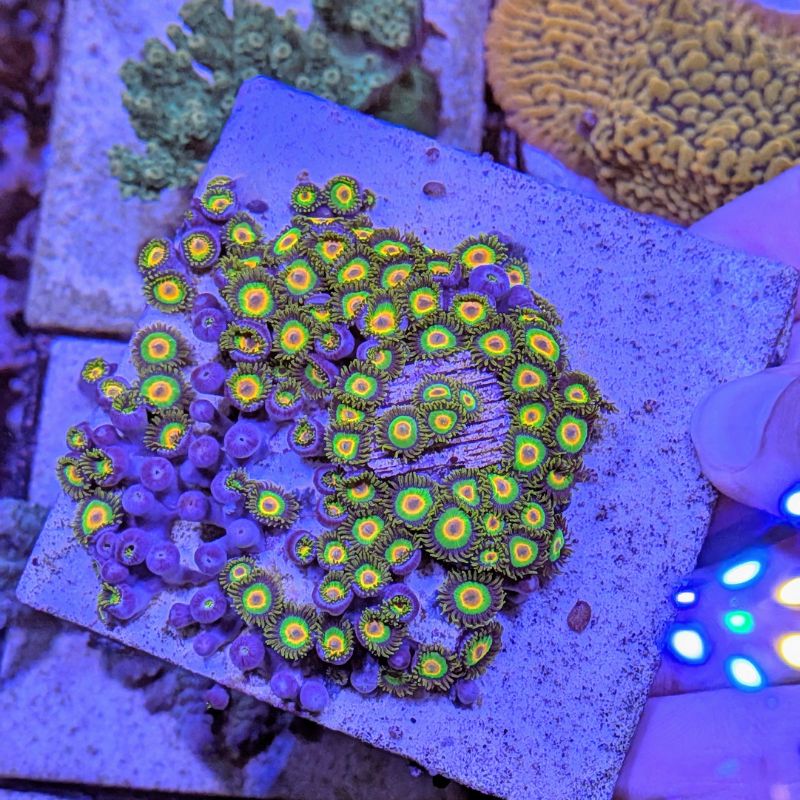 Zoanthus sp. 'Rasta'
