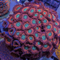Close-up of Zoanthus sp. Red Magicians coral colony with vibrant red and green polyps on rock.