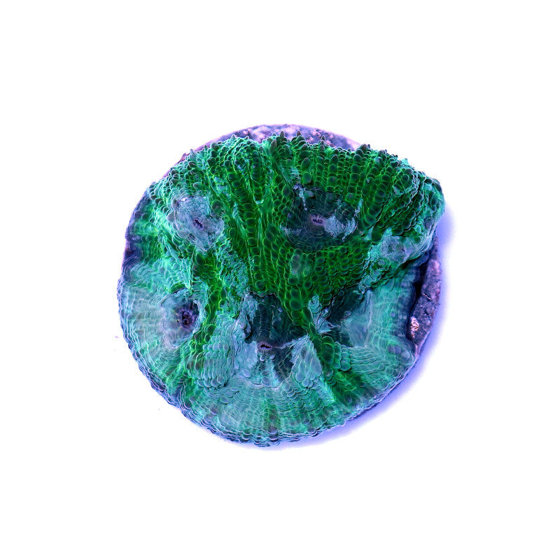 Acanthastrea sp. 'Rainforest'