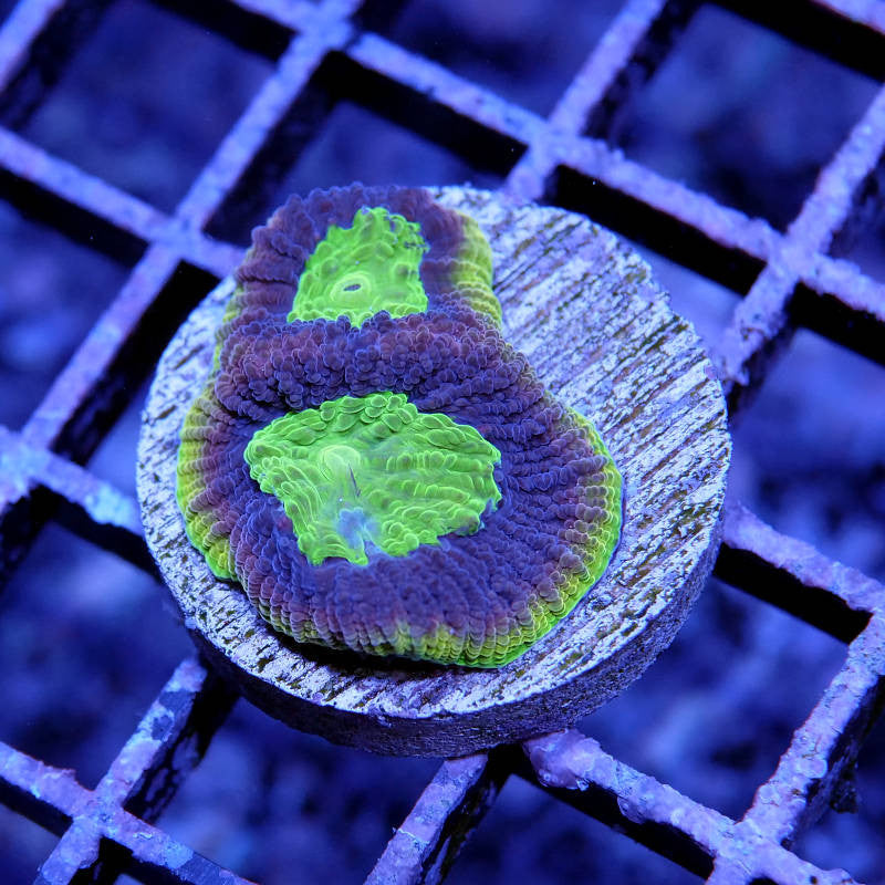 Goniastrea sp. 'Dragon Soul'