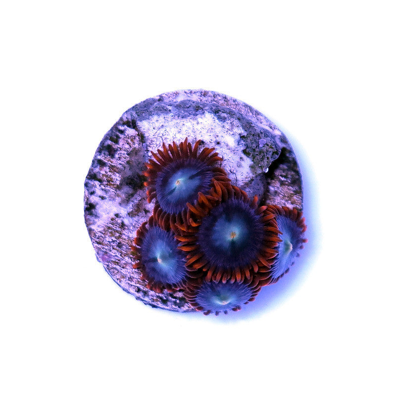 Zoanthus sp. 'Fire & Ice'