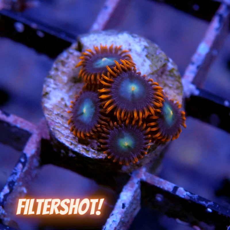 Zoanthus sp. 'Fire & Ice'
