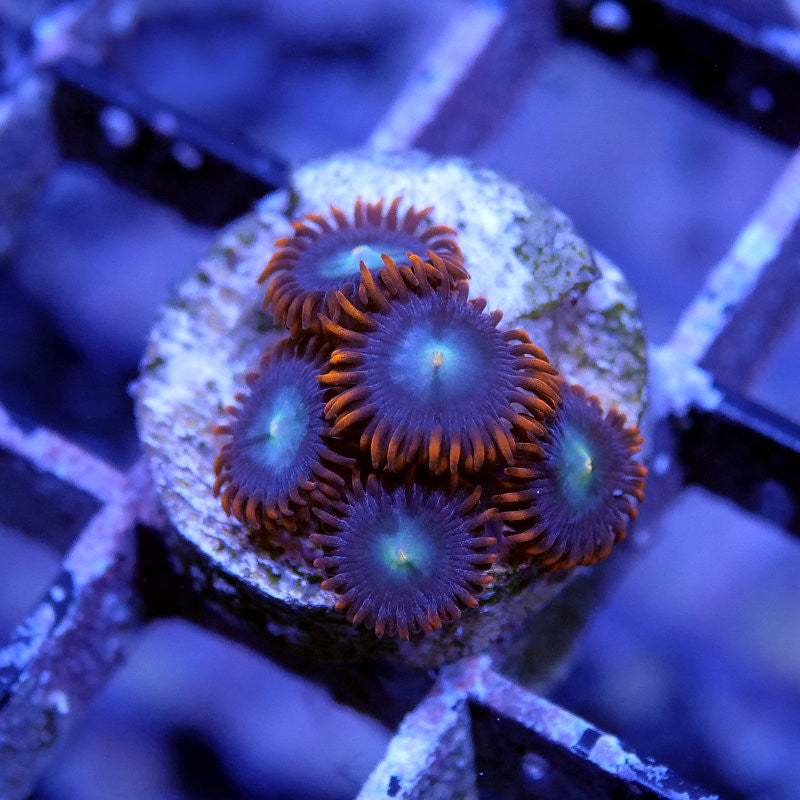 Zoanthus sp. 'Fire & Ice'