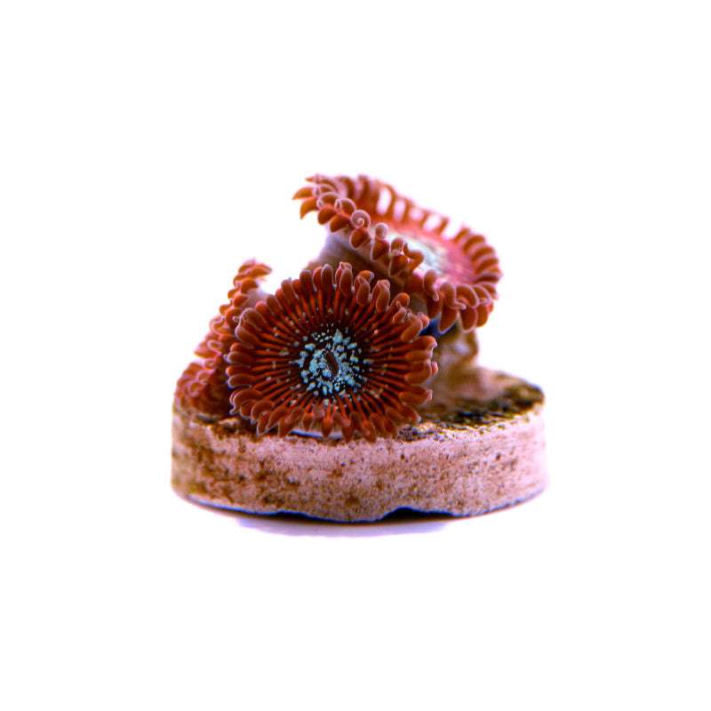 Zoanthus sp. Red Magicians coral colony with vibrant red polyps on small rock fragment against white background