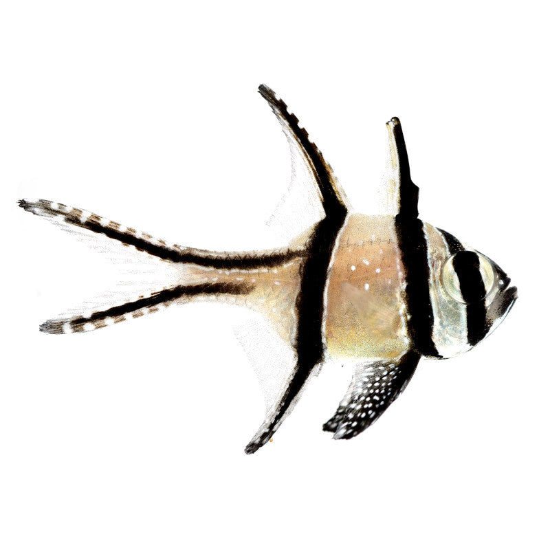 Banggai-Kardinalbarsch