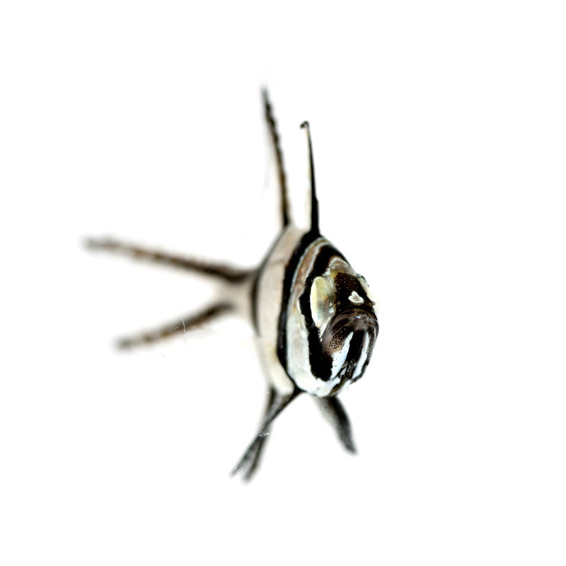 Banggai-Kardinalbarsch