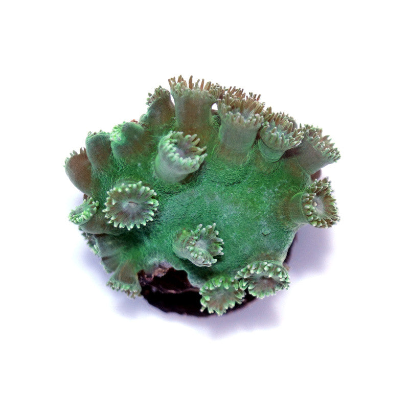 Close-up of green Turbinaria peltata coral with large curved plates and extended polyps on white background