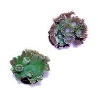 Two green Turbinaria peltata coral colonies with extended polyps on a white background.