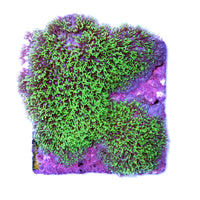 Close-up of vibrant green Briareum coral on a purple base, ideal for beginner saltwater aquariums coral enthusiasts