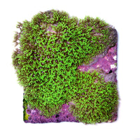 Bright green Briareum coral colony growing on a purple reef base for beginner marine aquariums