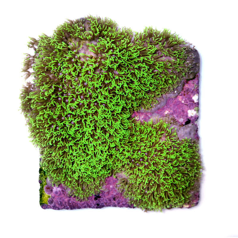 Bright green Briareum coral colony growing on a purple reef base for beginner marine aquariums