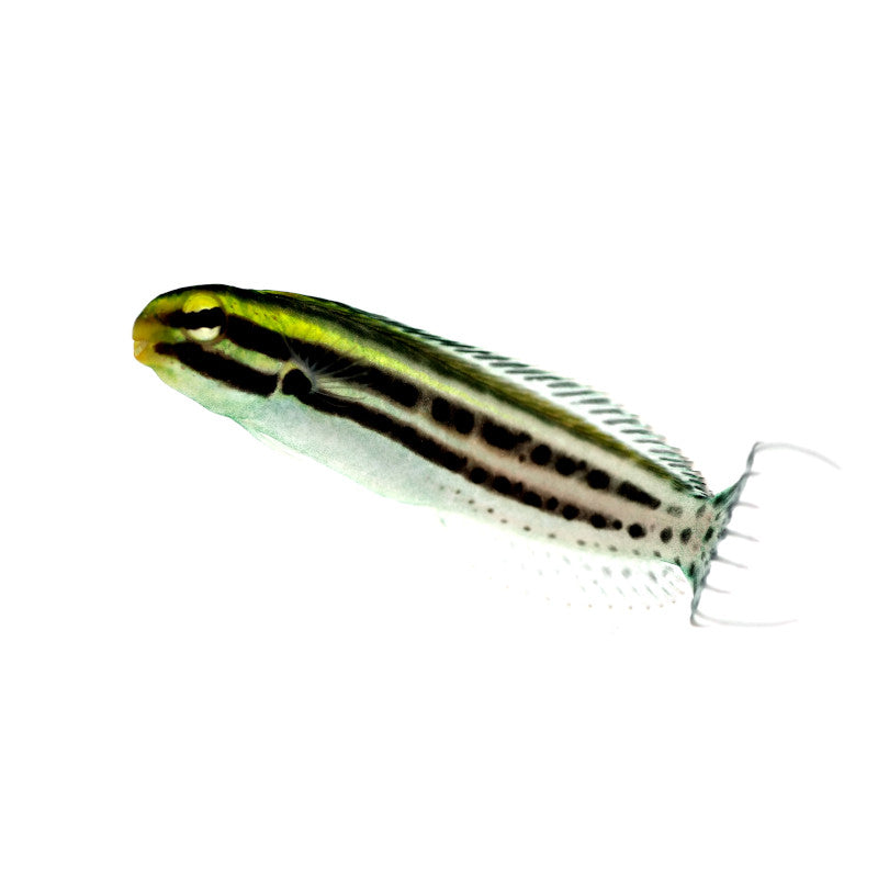 Zebra-Schleimfisch