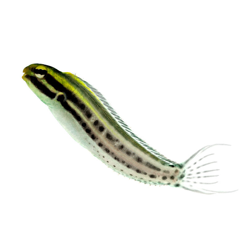 Zebra-Schleimfisch