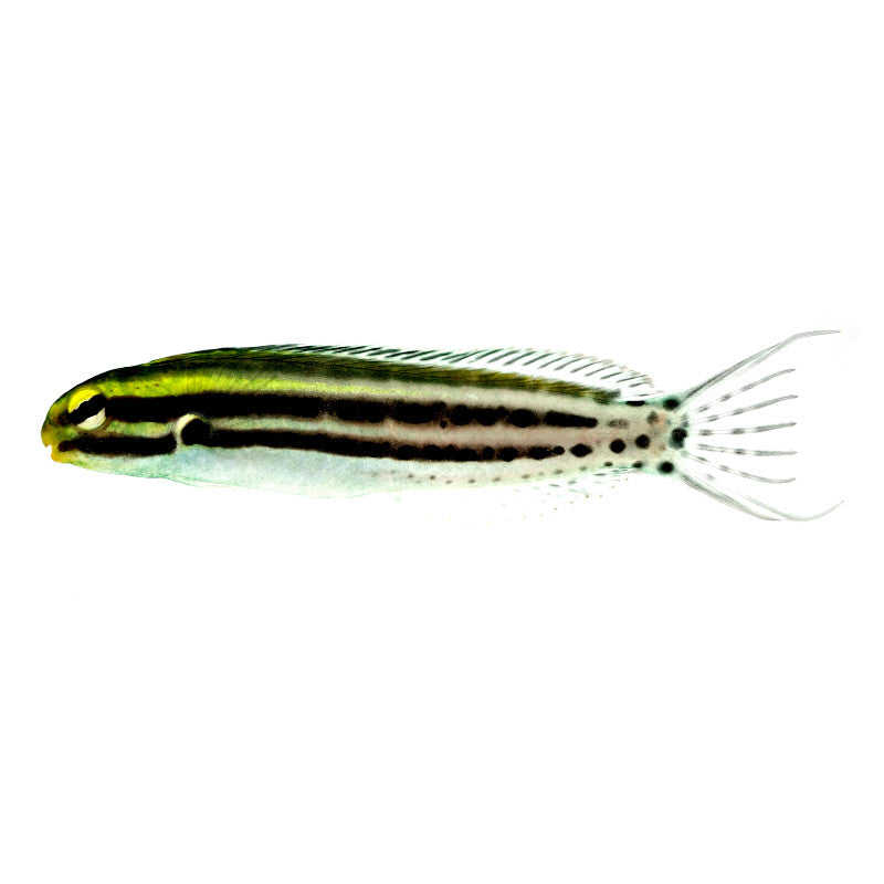 Zebra-Schleimfisch