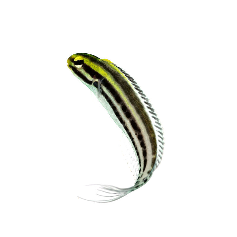 Zebra-Schleimfisch