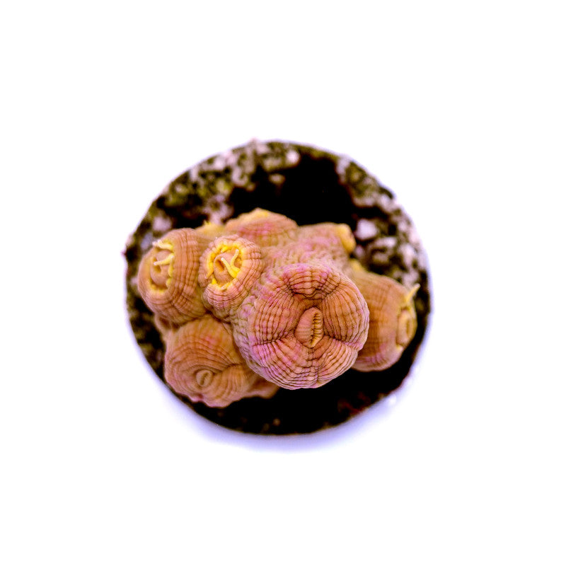 Tubastrea faulkneri 'Sun Coral'