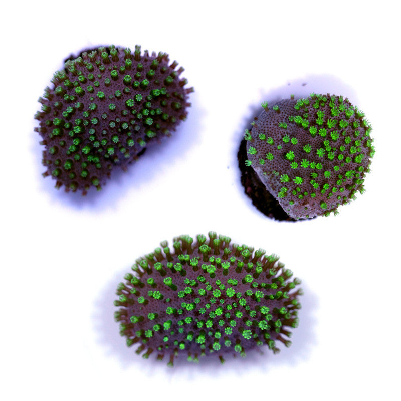 Sarcophyton 'Mauritius'