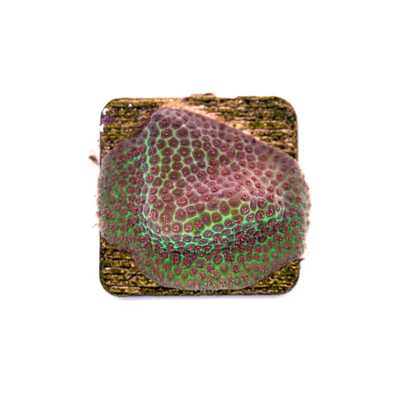 Porites sp.