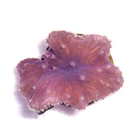 Pink Sinularia brassica soft coral with textured surface, ideal for beginner marine aquariums on white background.