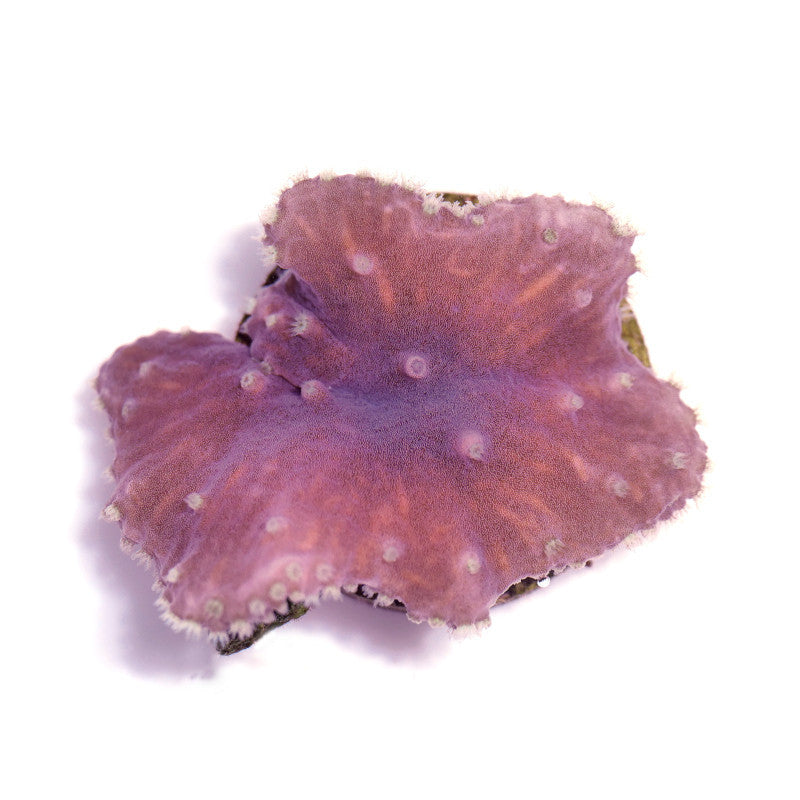 Pink Sinularia brassica soft coral with textured surface, ideal for beginner marine aquariums on white background.