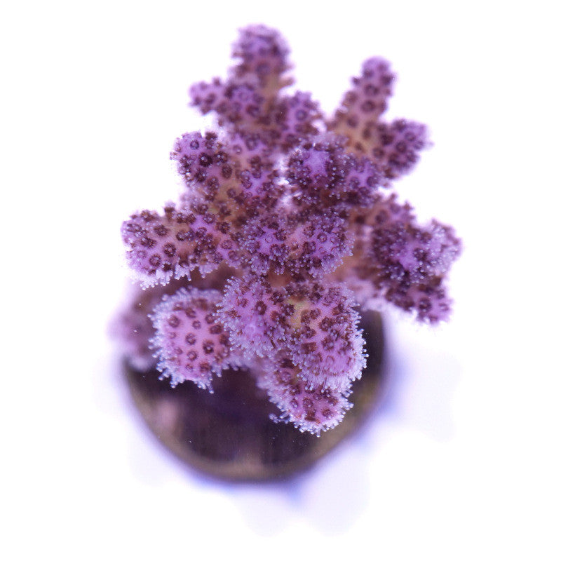 Pocillopora damicornis 'Vanilla Sky'