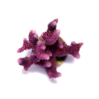 Close-up of pink Seriatopora caliendrum SPS coral with branching textured polyps on a white background
