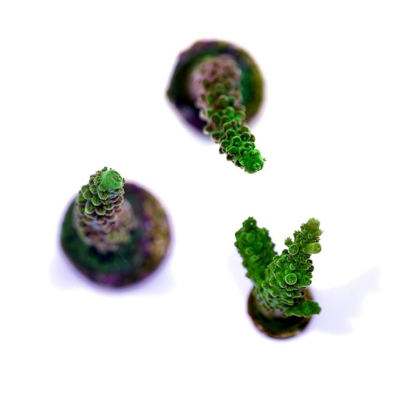 Close-up of three vibrant green Acropora sp. 'Green Slimer' coral fragments on white background for marine aquariums