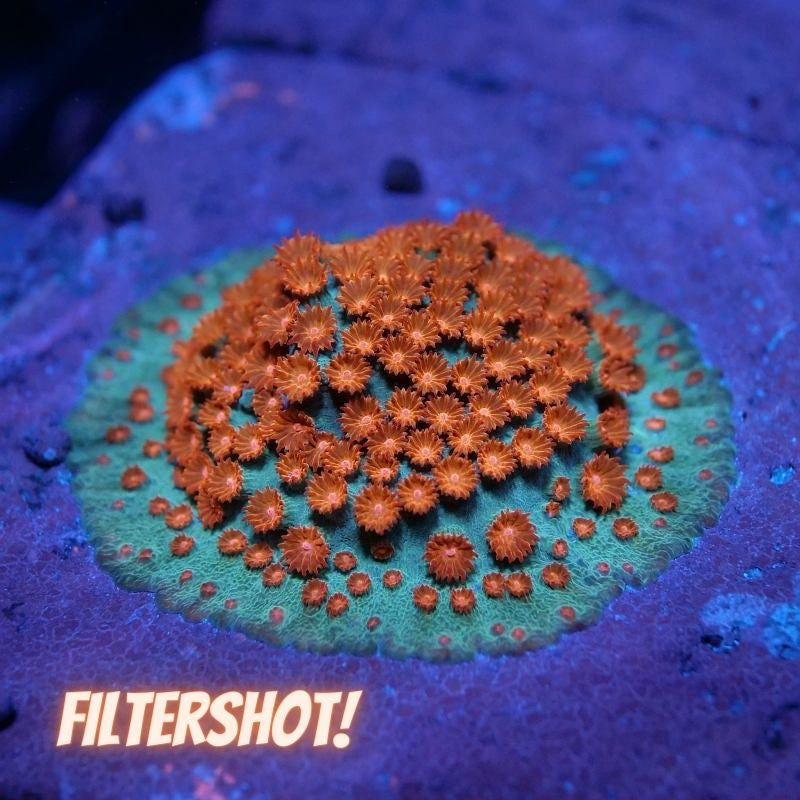 Cyphastrea sp. 'Meteor Shower'