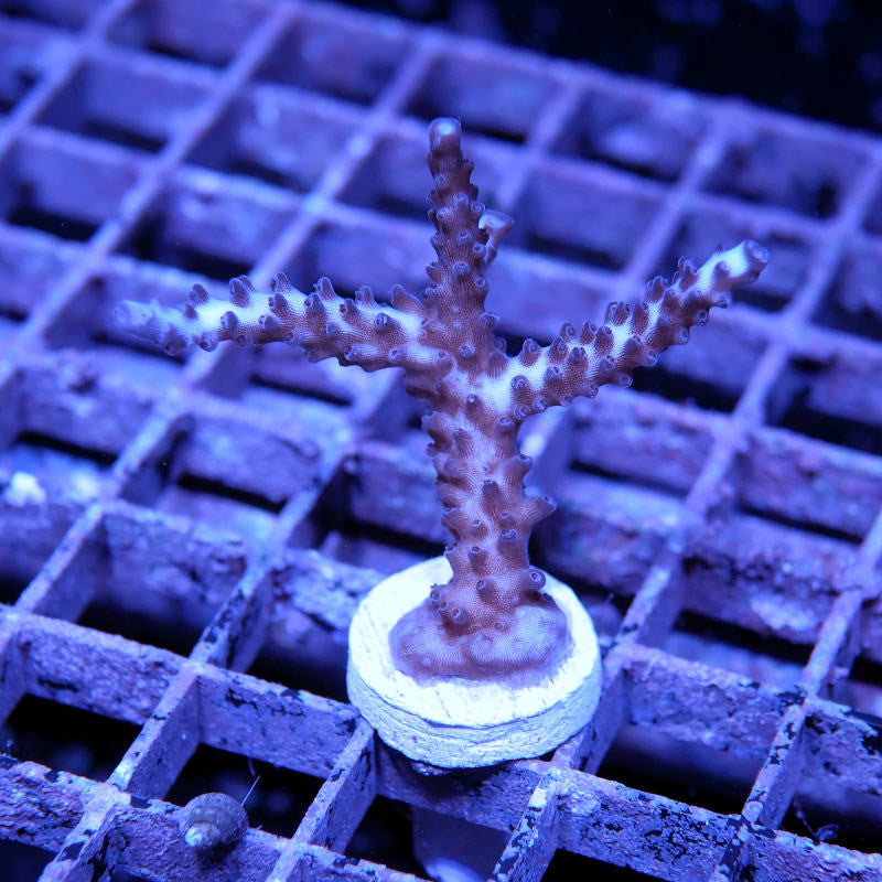 Acropora sp. 'Purple Stag'