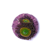Close-up of Zoanthus sp. 'Sunny D' coral polyps with green centers and brown tentacles on purple rock base