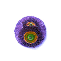 Close-up of Zoanthus sp. 'Sunny D' coral with vibrant green and orange centers and dark purple tentacles on a rock base.