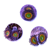 Close-up of vibrant Zoanthus sp. 'Sunny D' coral polyps with bright green and orange centers on purple bases.