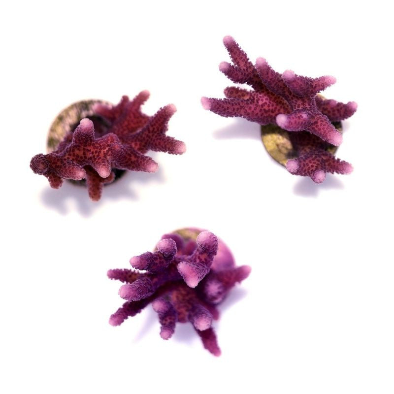 Close-up of three pink Seriatopora caliendrum SPS coral fragments on white background for aquarium use