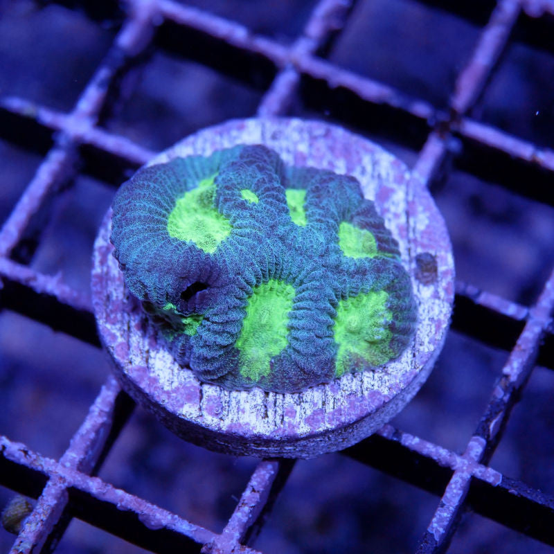 Favia sp. 'Radioactive'