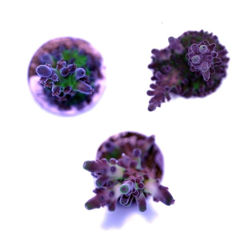 Acropora tortuosa 'Electric Miyagi'