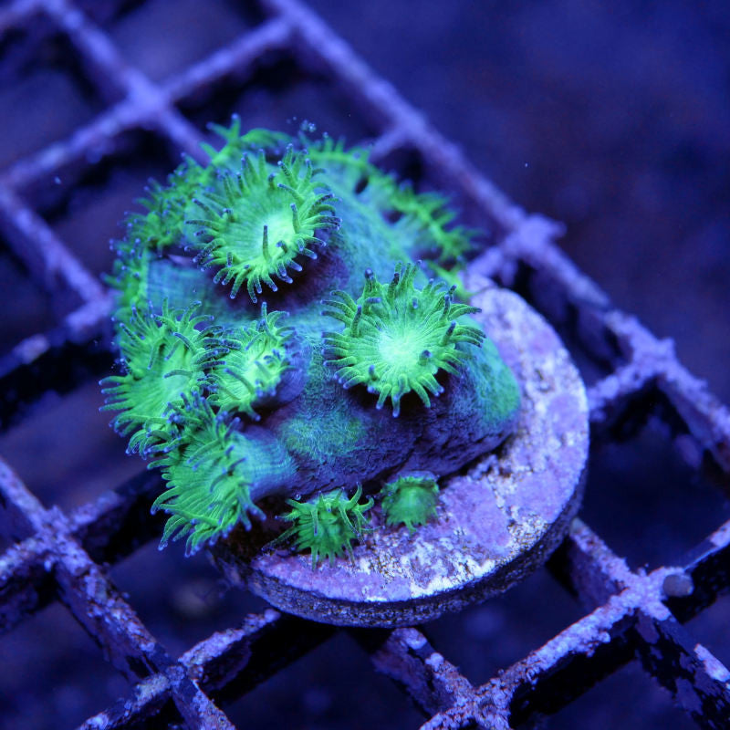 Turbinaria sp. 'Radioactive'