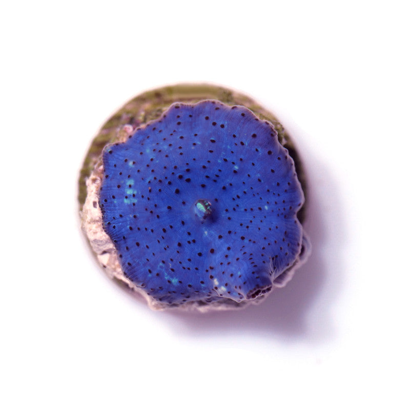 Close-up of a vibrant purple Discosoma coral sitting on a rock against a white background
