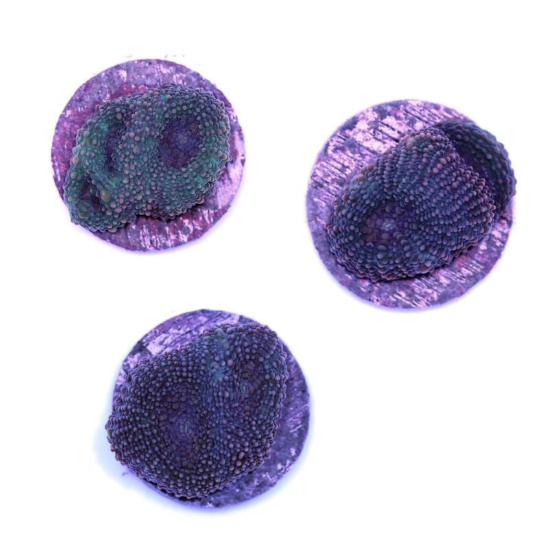 Acanthastrea echinata 'Blue'