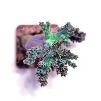 Close-up of green Capnella soft coral frag with branching polyps for beginner saltwater aquariums on white background