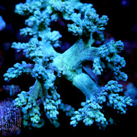 Close-up of Capnella sp. 'Green' soft coral with detailed branching under blue aquarium lighting